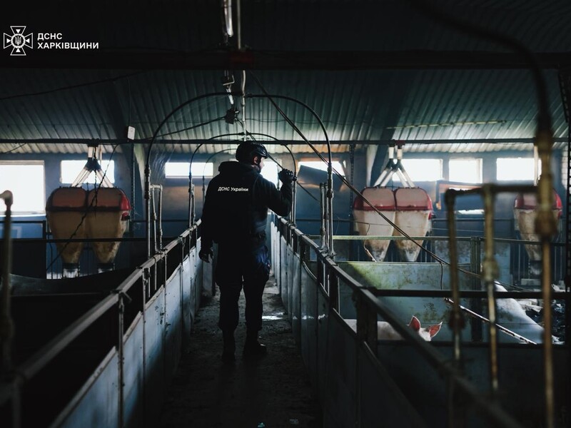 В Харьковской области из-за атаки россиян погибли 13 тыс. свиней