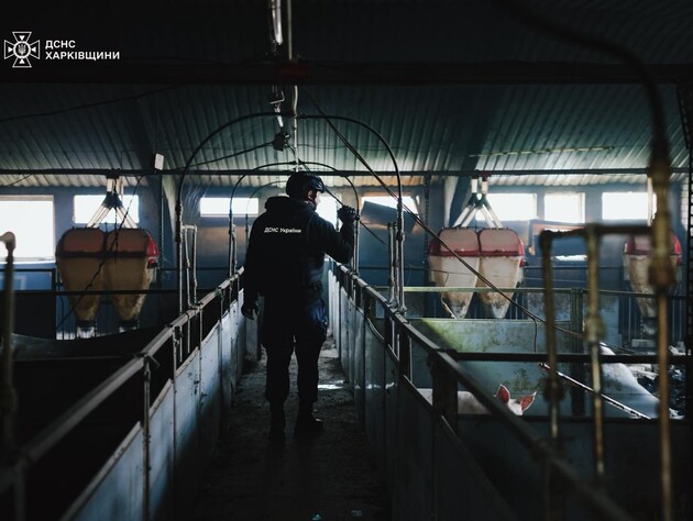 В Харьковской области из-за атаки россиян погибли 13 тыс. свиней