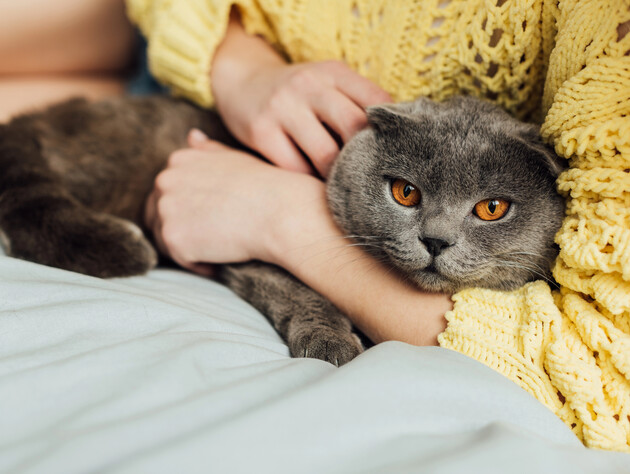 Как кошки улучшают жизнь хозяев. Четыре существенных преимущества владельцев пушистых любимцев