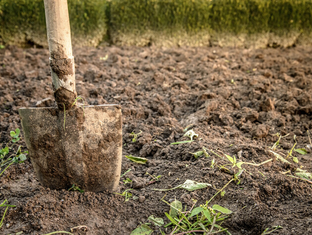 Восени закопайте ці квіти на грядці – і в новому сезоні буде щедрий урожай плодів. Секретний лайфхак