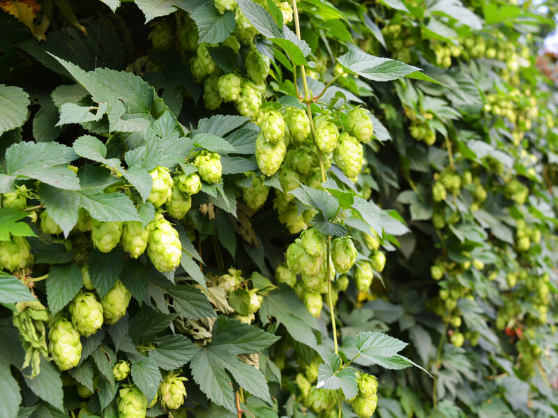 Посадите красавицу – получите проблему. 10 растений, которые лучше никогда не иметь в своем саду