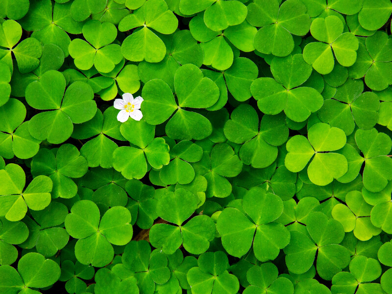 Растение растет само, а земля становится плодородной. Лучшая альтернатива газону