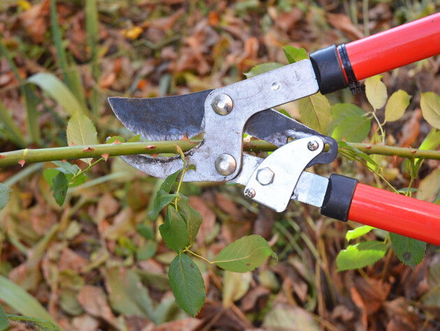 Накрийте цим троянди замість поліетилену – і вони легко переживуть зиму. Три секрети досвідчених садівників