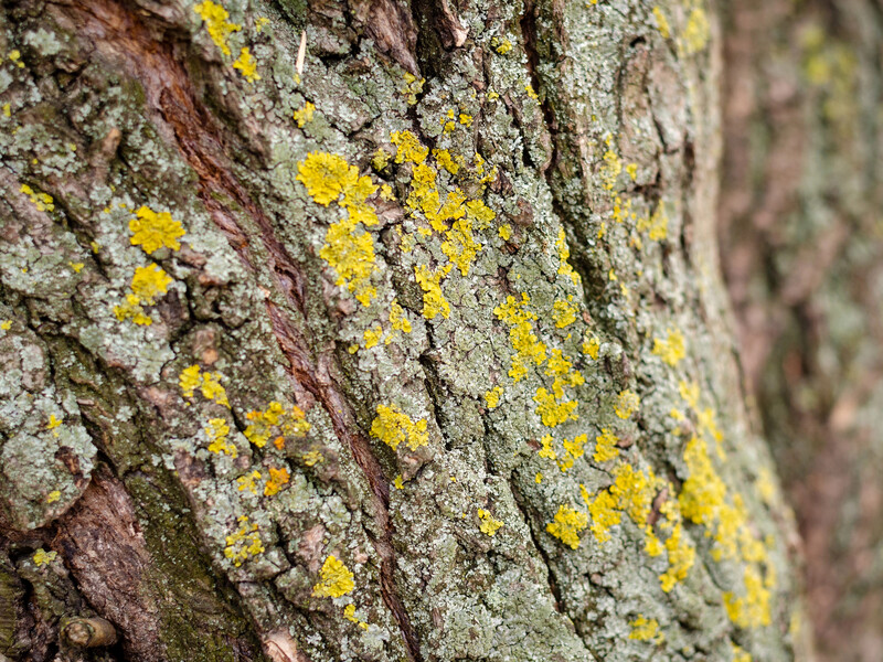 Нанесите этот раствор на кору – и мох с лишайниками будет легче отодрать. Секретный лайфхак для садоводов