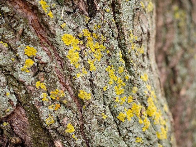 Нанесите этот раствор на кору – и мох с лишайниками будет легче отодрать. Секретный лайфхак для садоводов