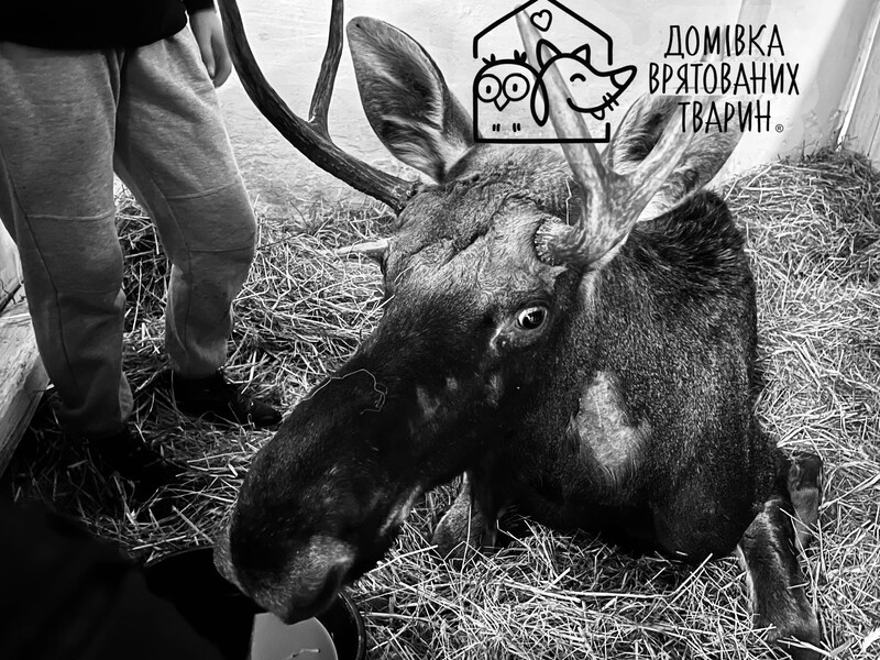 У Львові помер червонокнижний лось, якого витягли з болота в Рівненській області. Фото