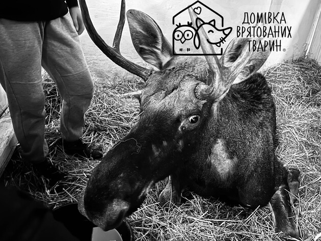 У Львові помер червонокнижний лось, якого витягли з болота в Рівненській області. Фото