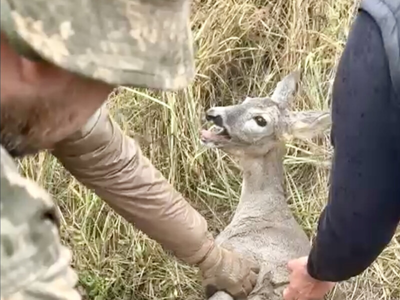 В Харьковской области косуля попала в проволочную ловушку. Ей на помощь пришли бойцы "Хартии". Видео