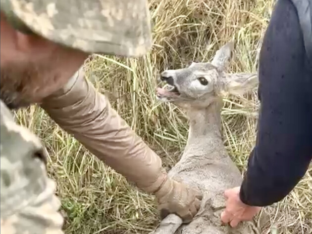 У Харківській області козуля потрапила у дротяну пастку. Їй на допомогу прийшли бійці 