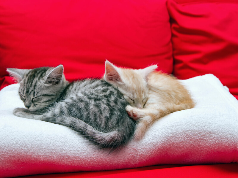 10 уморительных фото, после которых хочется крепко обнять своего кота или наконец-то его завести