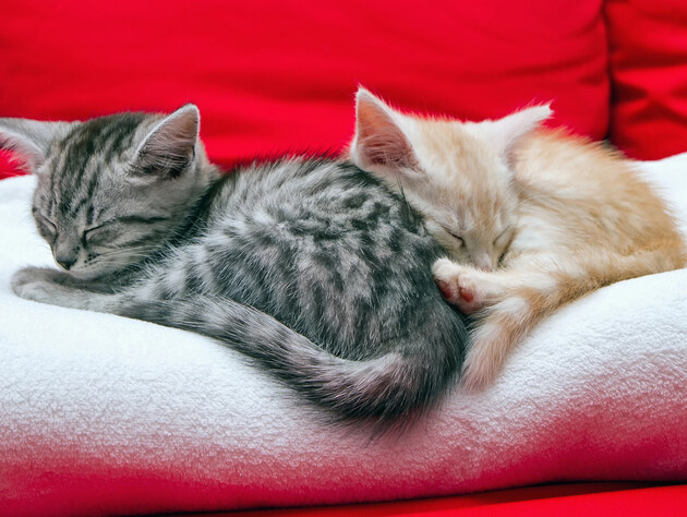 10 уморительных фото, после которых хочется крепко обнять своего кота или наконец-то его завести