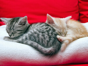 10 уморительных фото, после которых хочется крепко обнять своего кота или наконец-то его завести