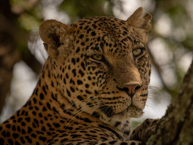 В Індонезії леопард утік із зоопарку в готель одного з найпопулярніших туристичних міст. Відео