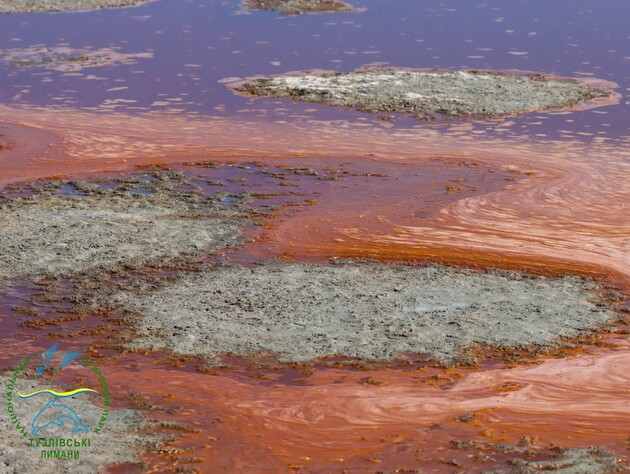 Невероятная картина, разрисованная водорослями и бактериями. В Одесской области высохли лиманы. Фото