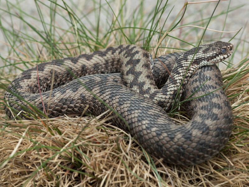 "Хиталася й двічі вдарилася об дерево". У Хорватії померла гадюка після того, як вкусила чоловіка – ЗМІ