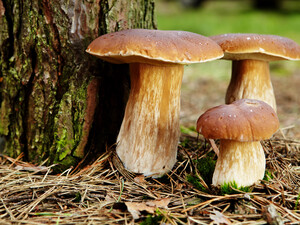 10 обалденных фото, после просмотра которых захочется пойти в лес за грибами