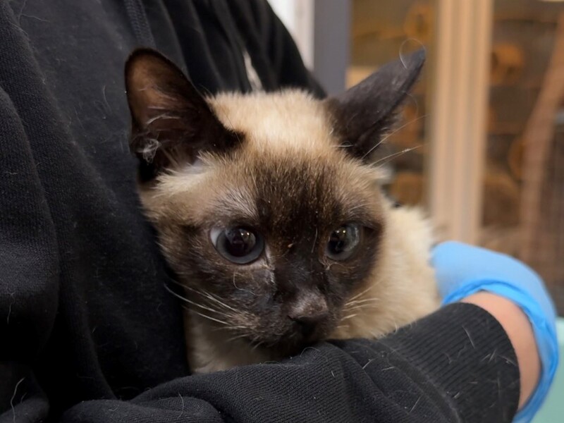 Біля Львова тіло жінки два місяці лежало в будинку серед мертвих тварин. Вижила лише кішка. Фото, відео