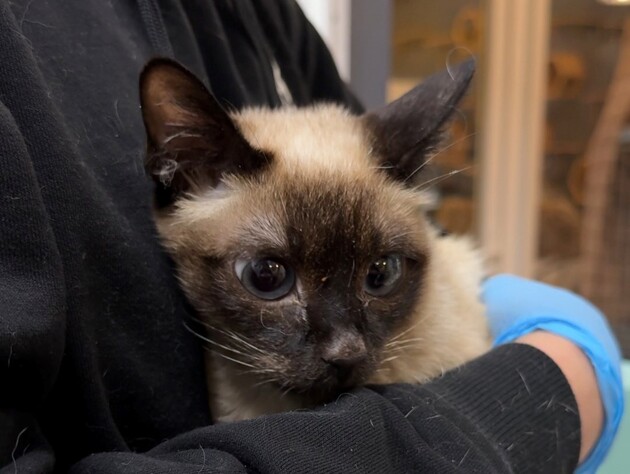 Біля Львова тіло жінки два місяці лежало в будинку серед мертвих тварин. Вижила лише кішка. Фото, відео