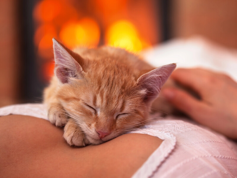 Их бросили на улице, но случилось чудо. Невероятные истории, после которых захочется завести в доме кота