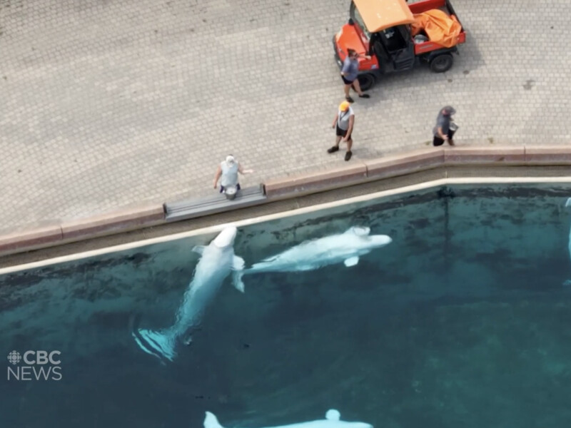 Парк развлечений в Канаде угрожает сделать эвтаназию 30 китам. В чем причина?
