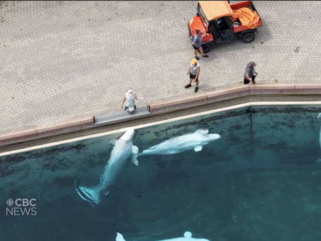 Парк розваг у Канаді погрожує зробити евтаназію 30 китам. У чому причина?