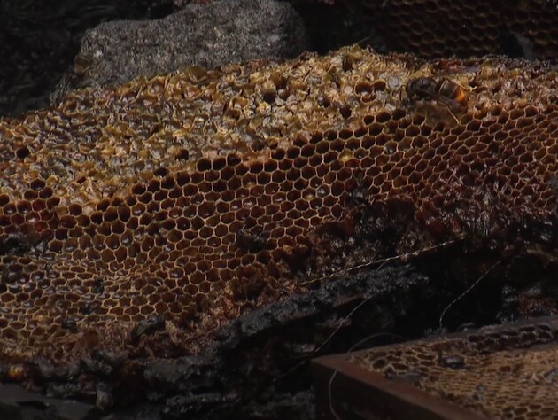 У Нідерландах згоріло пів мільйона бджіл, поліція підозрює підпал. Відео