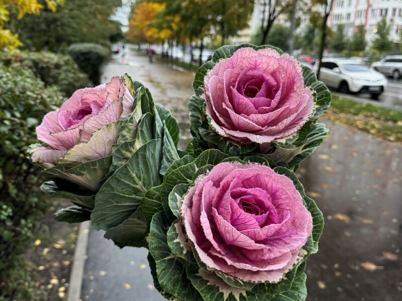 Никто не верит, что это капуста. Шесть трендовых букетов, которые вызывают изумление и восхищение