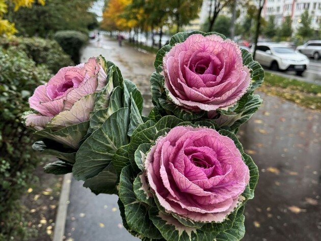 Никто не верит, что это капуста. Шесть трендовых букетов, которые вызывают изумление и восхищение