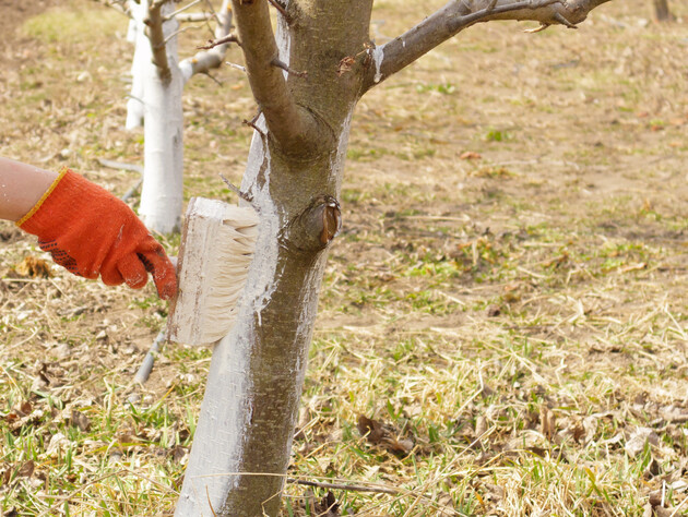 Зробіть це з деревами зараз, щоб вони не постраждали взимку