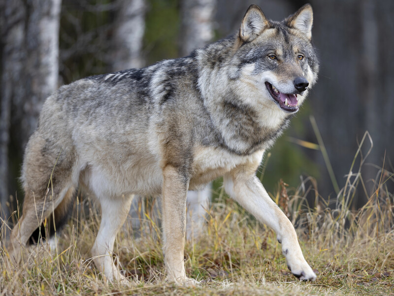 Пост про вовка і пошарпану вівцю обговорюють у Мінцифри. Прикол вийшов на державний рівень. Що скаже Зеленський?