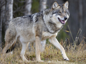 Пост о волке и потрепанной овце обсуждают в Минцифры. Прикол вышел на госуровень. Что скажет Зеленский?