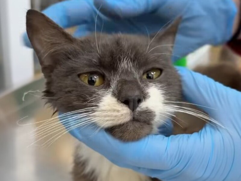 У центрі Львова жінка тримала в руках котів і говорила про "наказ жертвопринесення". Відео