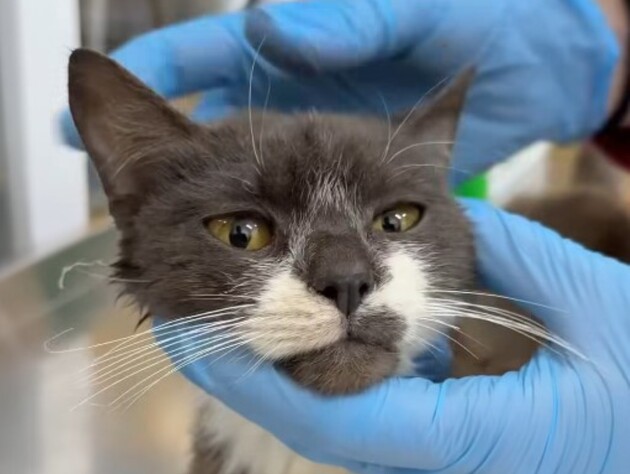 У центрі Львова жінка тримала в руках котів і говорила про 