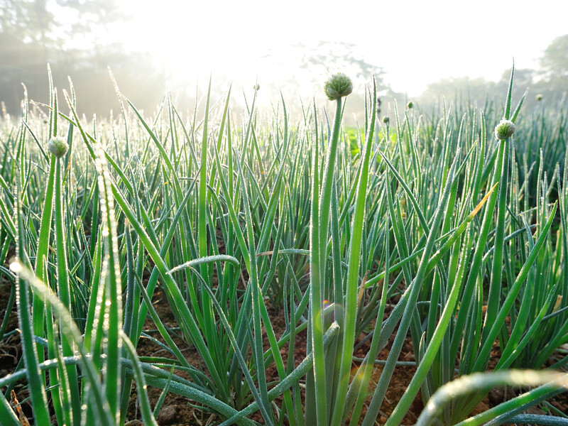 Перш ніж саджати озиму цибулю, залиште це на ніч у землі. Три прикмети, які ніколи не підведуть