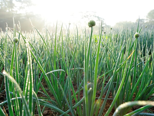 Перш ніж саджати озиму цибулю, залиште це на ніч у землі. Три прикмети, які ніколи не підведуть