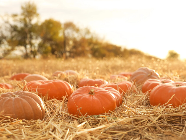 Огородница не поверила глазам, когда увидела, какая гигантская тыква выросла у нее на огороде. Видео