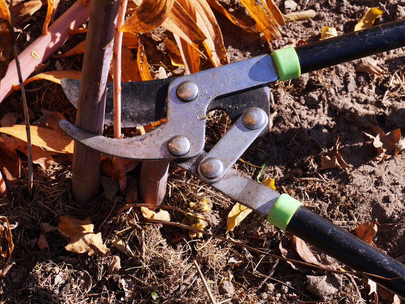 Ці 10 рослин треба підрізати під корінь восени