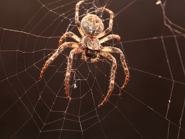 Залийте це окропом – і павуки не плестимуть в оселі павутиння. Лайфхак без жодної хімії для домашнього затишку