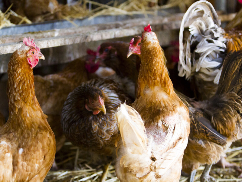 Если куры плохо несутся, воспользуйтесь этими проверенными советами – и яиц будет очень много