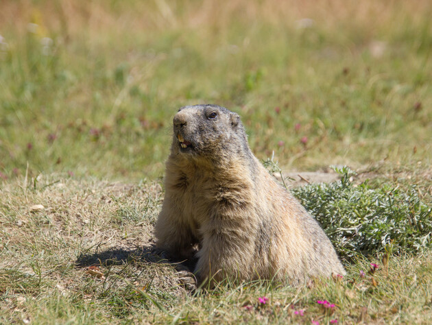 В Бурятии запретили есть сурков. Зверьков употребляли из-за традиций и обрядов