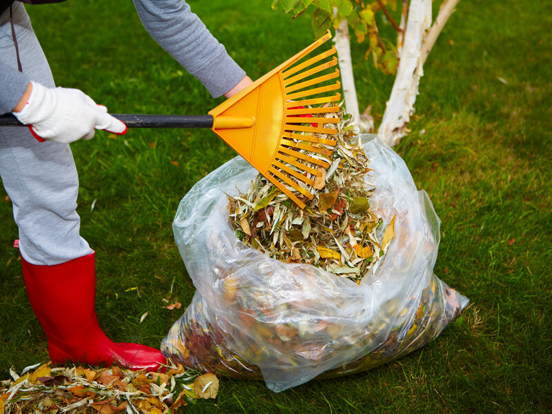 Ця суміш знищить усі грибки. Обробіть цим сад після прибирання листя