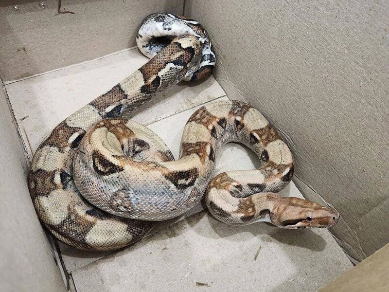 Под Киевом в лесу нашли питона. Откуда он там взялся?