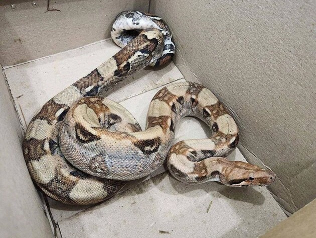 Под Киевом в лесу нашли питона. Откуда он там взялся?