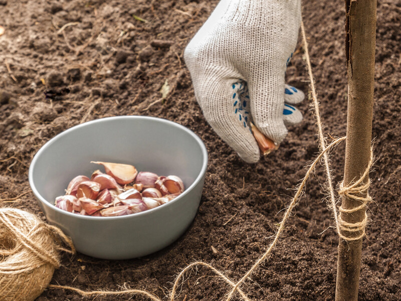 Посипте цим землю в жовтні – і часник буде неймовірного розміру. Розкрито секрет щедрого врожаю