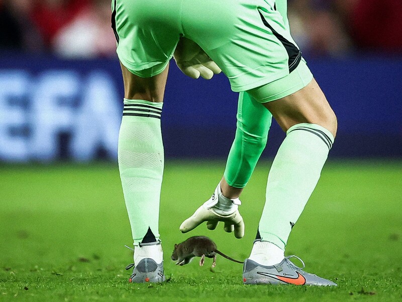 Щур зірвав овації, вибігши на футбольне поле. Футболістам довелося забути про м'яч. Відео