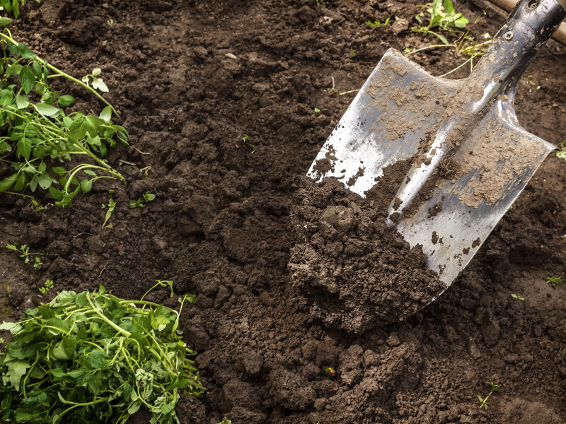 Розсипте це восени на городі, щоб збільшити родючість ґрунту
