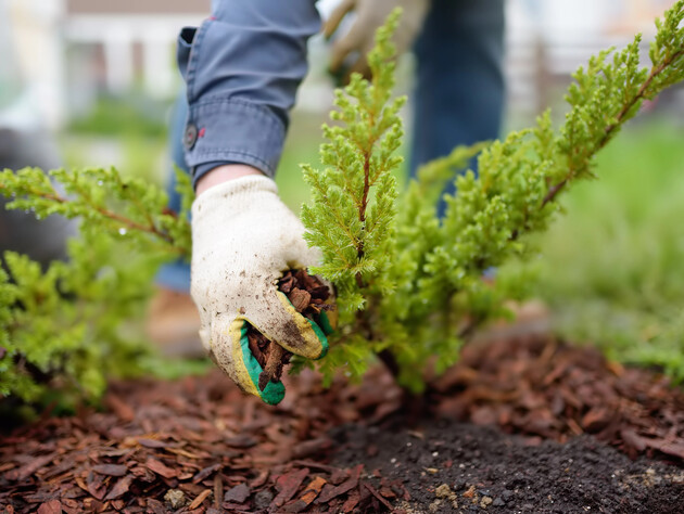 Не беріть таких саджанців для підзимового саджання. Городники назвали правила саджання кущів і дерев восени