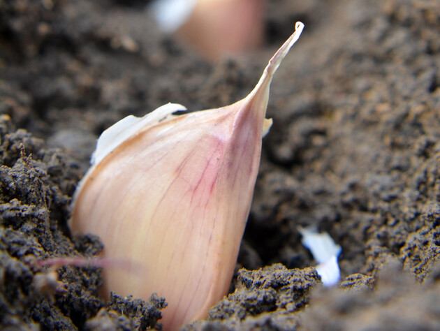 Посипте цим землю після висаджування озимого часнику – і зберете рекордний урожай. Секрет городників
