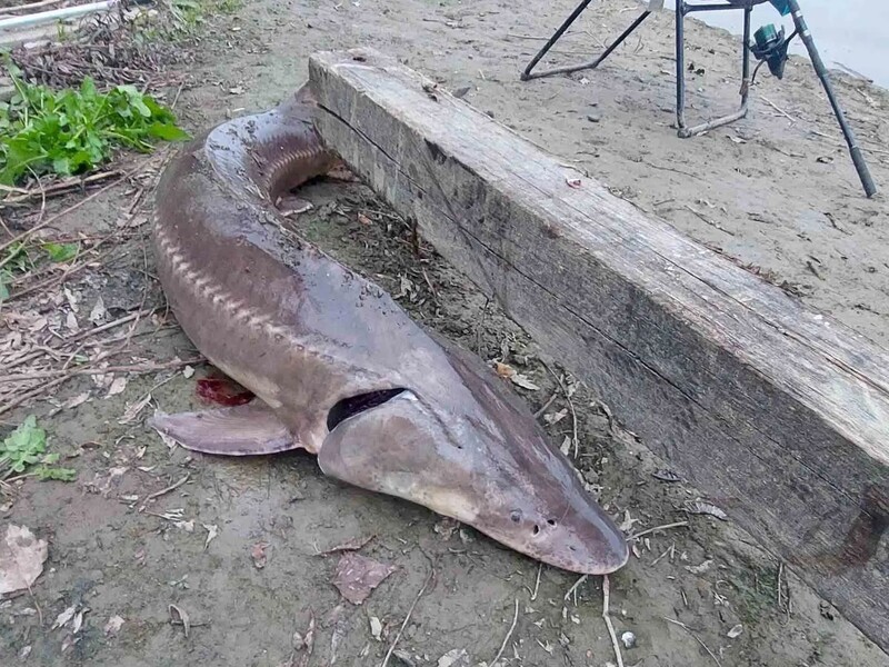 Сенсація на Дунаї. У річці виловили рибу, яку давно вважали зниклою