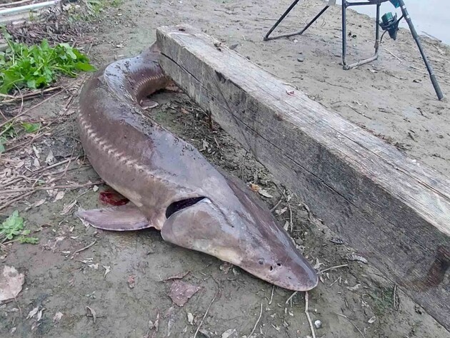 Сенсация на Дунае. В реке выловили рыбу, которую давно считали пропавшей